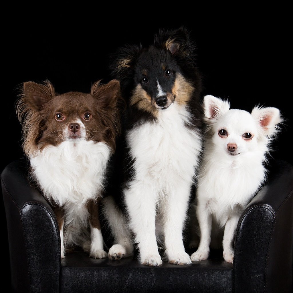 Обои черный фон, кресло, друзья, собаки, чихуахуа, шелти, black background, chair, friends, dogs, chihuahua, sheltie разрешение 2048x1296 Загрузить