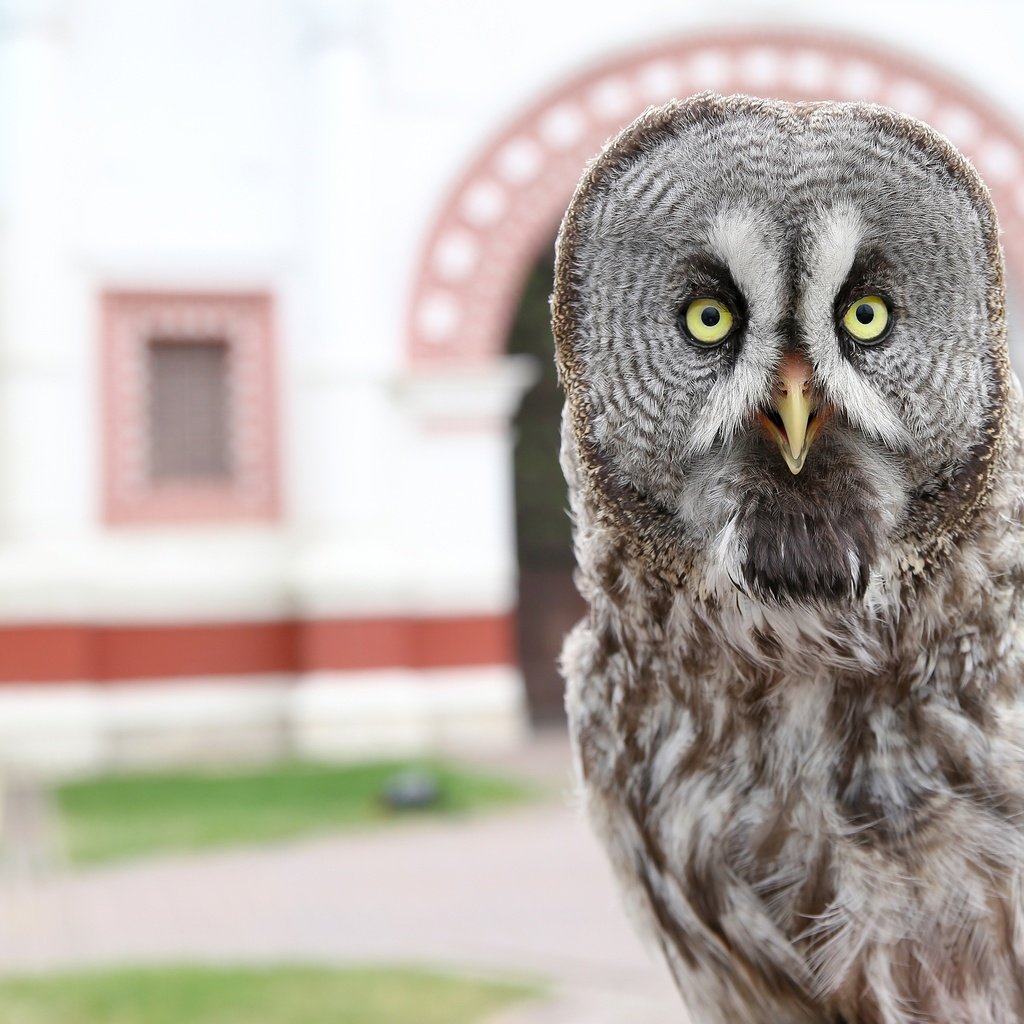 Обои сова, птица, клюв, перья, филин, неясыть, владимир милосердов, owl, bird, beak, feathers, vladimir miloserdov разрешение 3000x2551 Загрузить