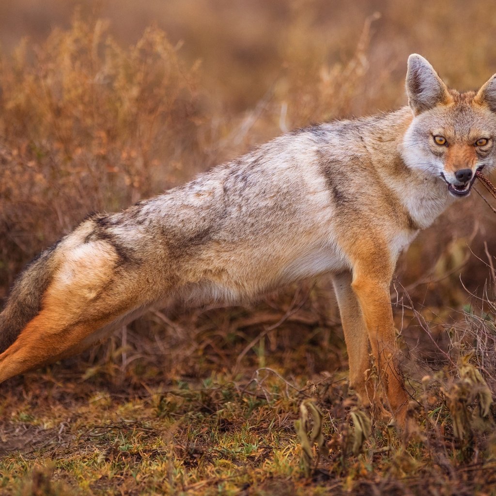 Обои трава, кусты, койот, луговой волк, шакал, grass, the bushes, coyote, meadow wolf, jackal разрешение 2499x1406 Загрузить