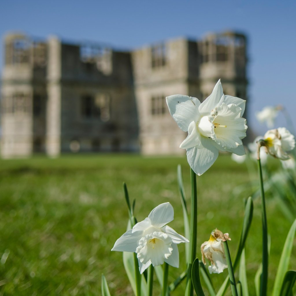 Обои цветы, здание, белые, нарциссы, flowers, the building, white, daffodils разрешение 3674x2780 Загрузить