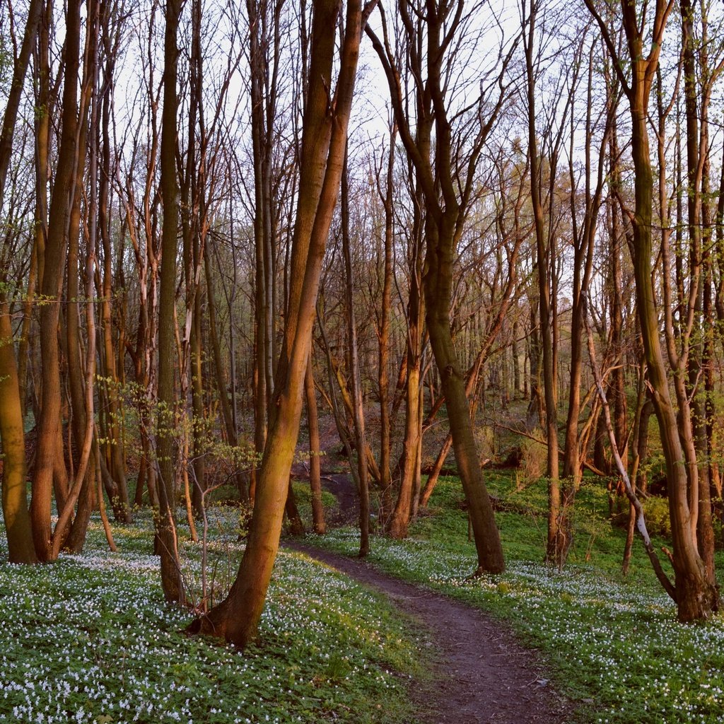 Обои цветы, трава, деревья, природа, лес, тропинка, flowers, grass, trees, nature, forest, path разрешение 2449x1632 Загрузить