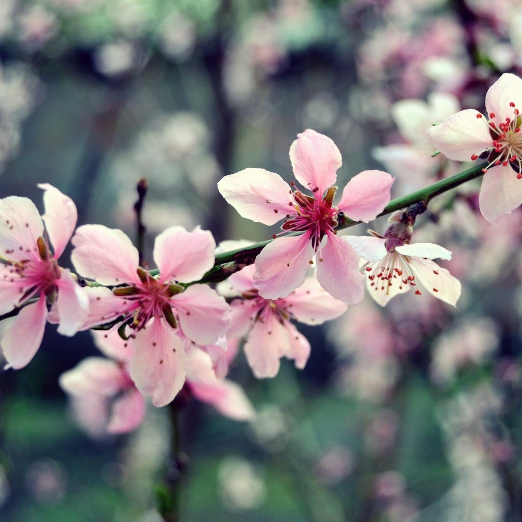 Обои цветы, ветка, дерево, цветение, макро, весна, розовый, вишня, flowers, branch, tree, flowering, macro, spring, pink, cherry разрешение 2449x1632 Загрузить