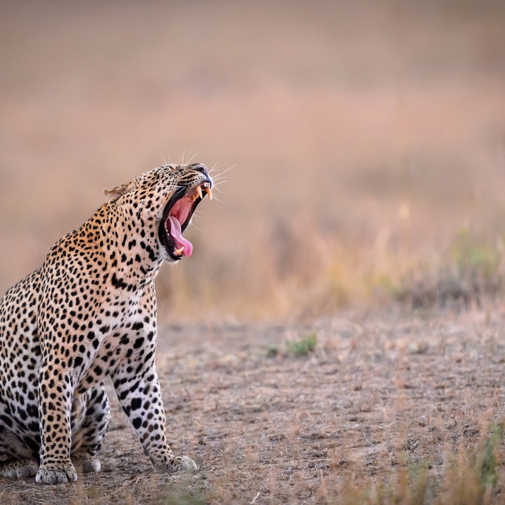 Обои фон, леопард, зубы, язык, пасть, зевает, background, leopard, teeth, language, mouth, yawns разрешение 2500x1664 Загрузить