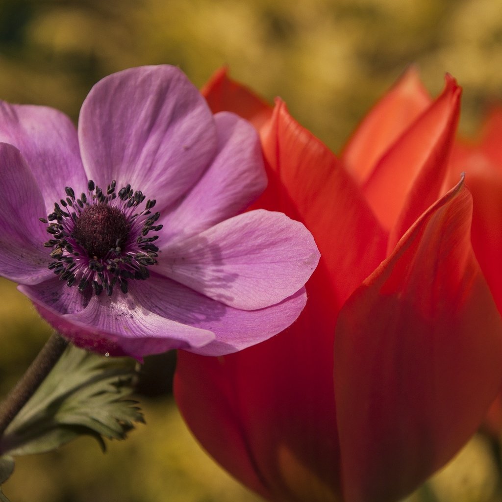 Обои цветы, макро, лепестки, тюльпан, анемона, flowers, macro, petals, tulip, anemone разрешение 2144x1424 Загрузить