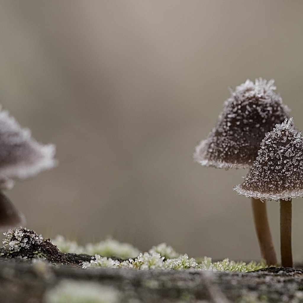 Обои природа, макро, иней, грибы, шляпки, nature, macro, frost, mushrooms, hats разрешение 2560x1440 Загрузить