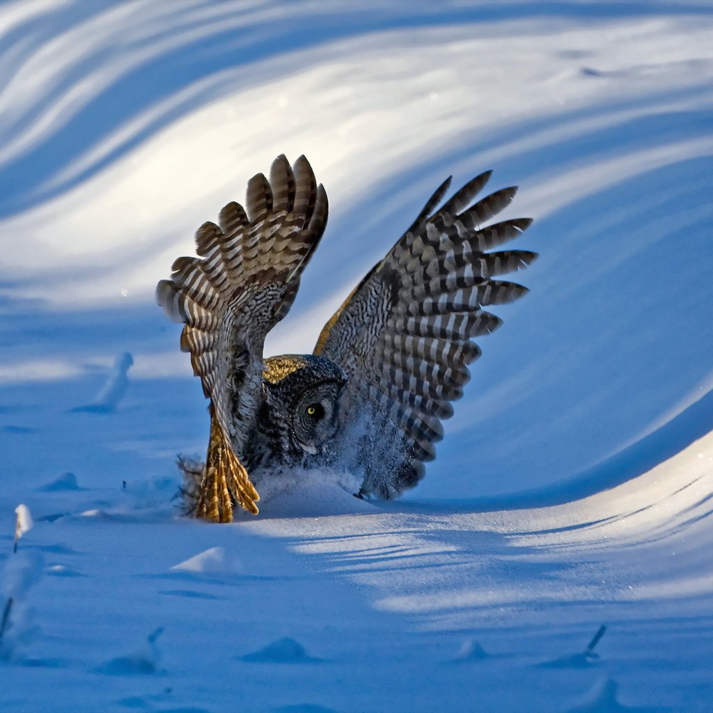 Обои сова, снег, зима, крылья, птица, перья, бородатая неясыть, неясыть, owl, snow, winter, wings, bird, feathers, great grey owl разрешение 2048x1365 Загрузить