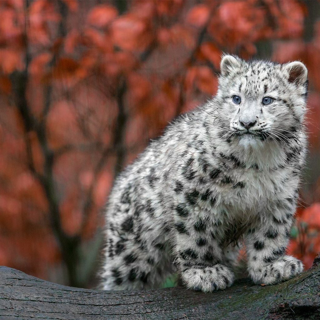 Обои осень, хищник, большая кошка, снежный барс, ирбис, детеныш, autumn, predator, big cat, snow leopard, irbis, cub разрешение 2048x1152 Загрузить
