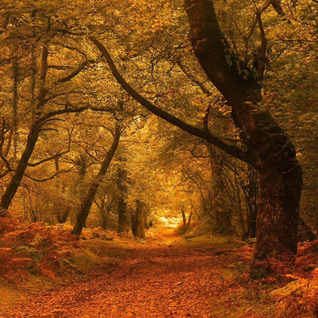 Обои дорога, деревья, лес, листва, осень, road, trees, forest, foliage, autumn разрешение 2048x1766 Загрузить
