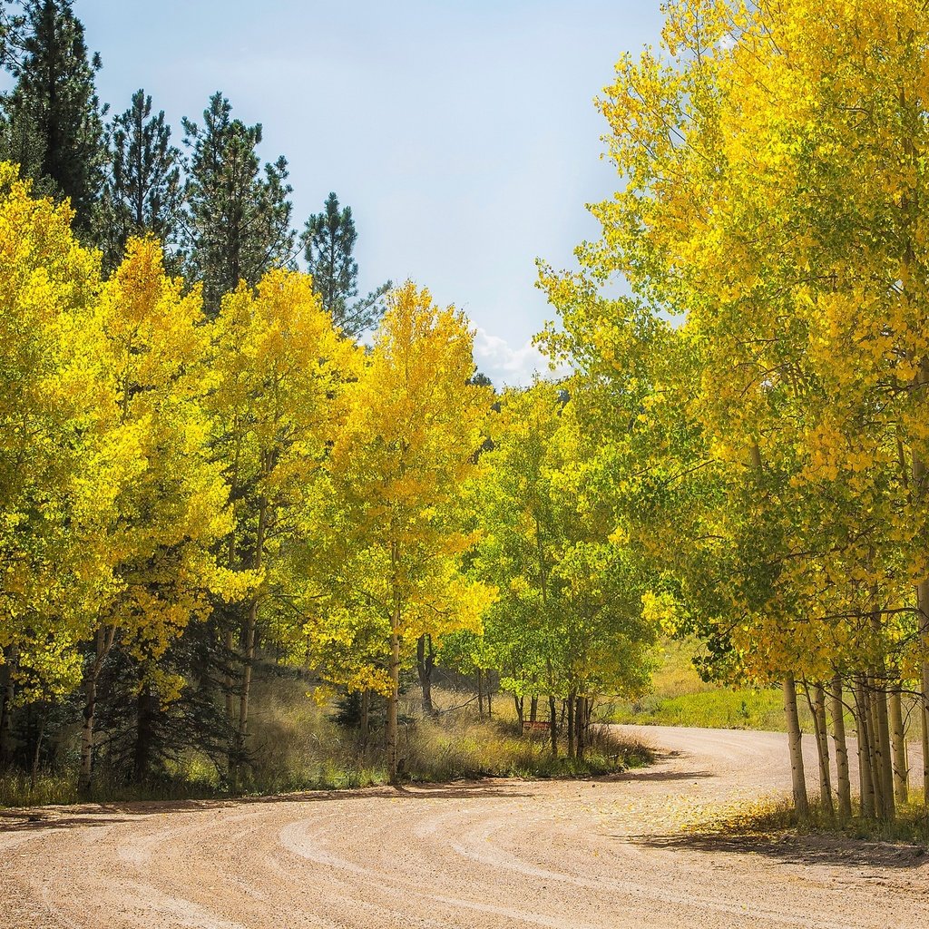 Обои дорога, деревья, лес, осень, сша, колорадо, осина, аспен, road, trees, forest, autumn, usa, colorado, aspen разрешение 3432x1600 Загрузить