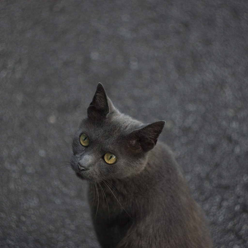 Обои глаза, кот, мордочка, кошка, взгляд, асфальт, eyes, cat, muzzle, look, asphalt разрешение 2048x1365 Загрузить