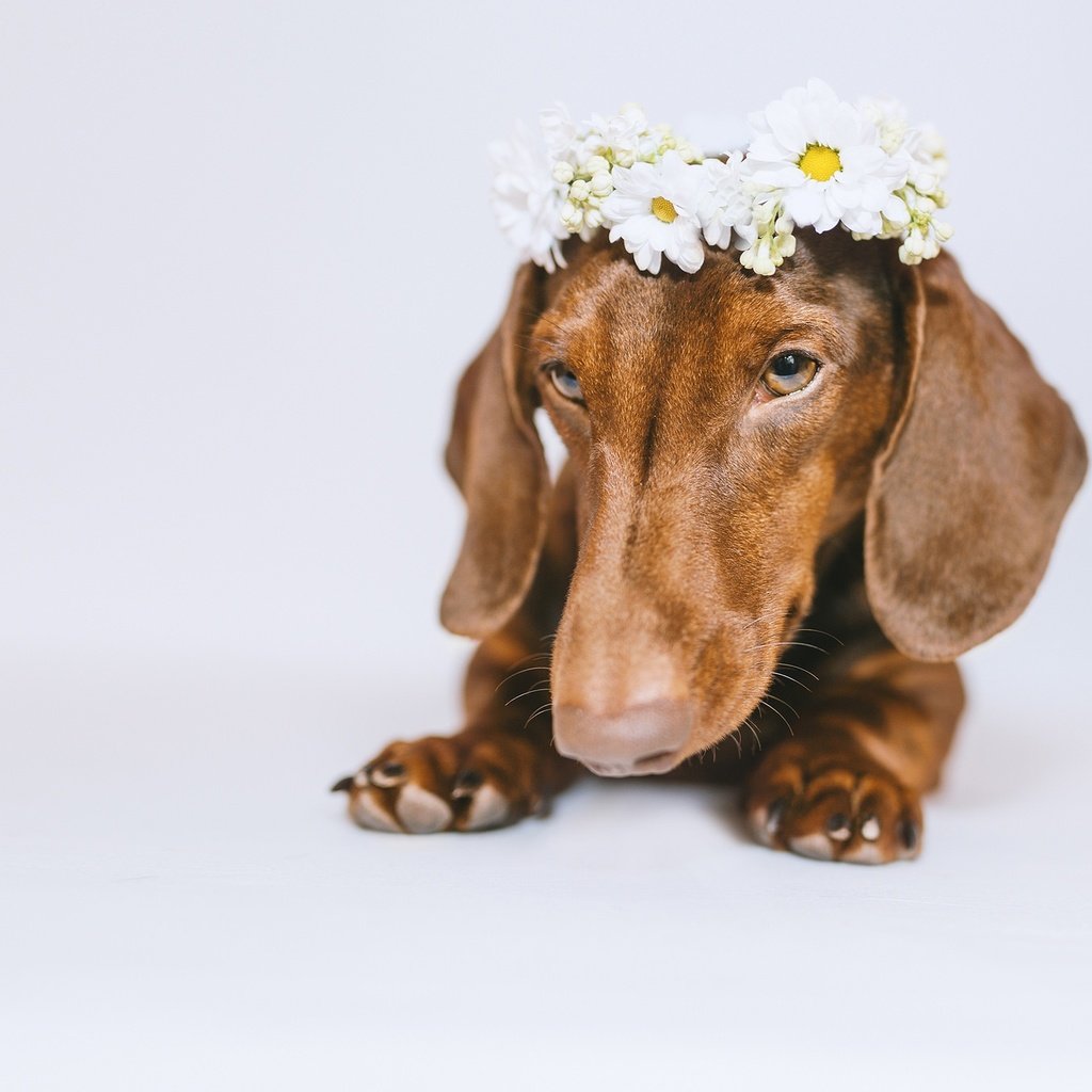 Обои морда, цветы, собака, белый фон, такса, венок, face, flowers, dog, white background, dachshund, wreath разрешение 2048x1365 Загрузить