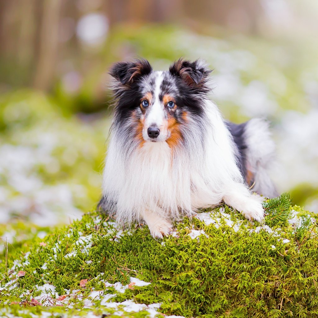 Обои портрет, взгляд, собака, боке, шелти, шетландская овчарка, portrait, look, dog, bokeh, sheltie, shetland sheepdog разрешение 4903x3269 Загрузить