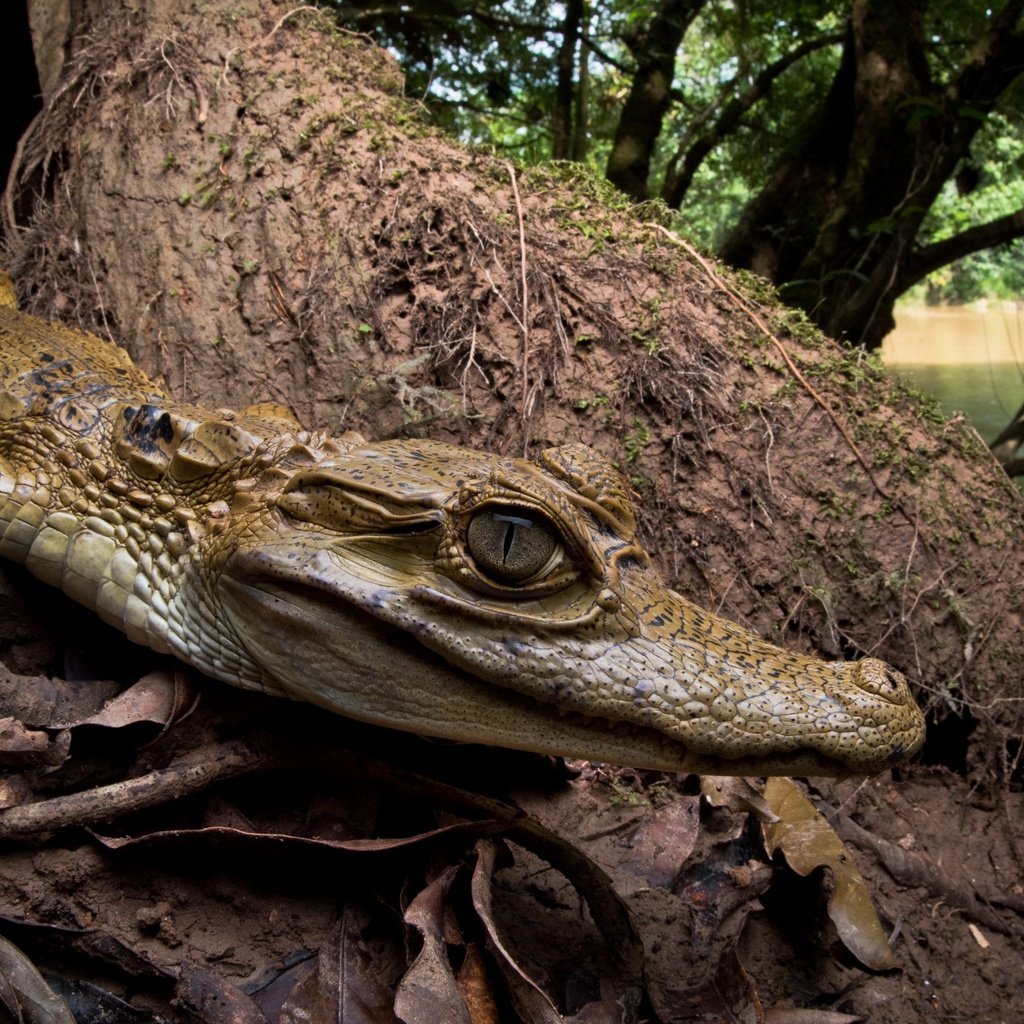 Обои природа, фон, крокодил, nature, background, crocodile разрешение 2560x1505 Загрузить