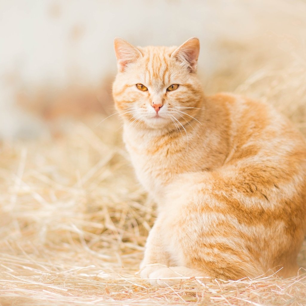 Обои сено, кошка, взгляд, рыжая, рыжий кот, hay, cat, look, red, red cat разрешение 3600x2400 Загрузить