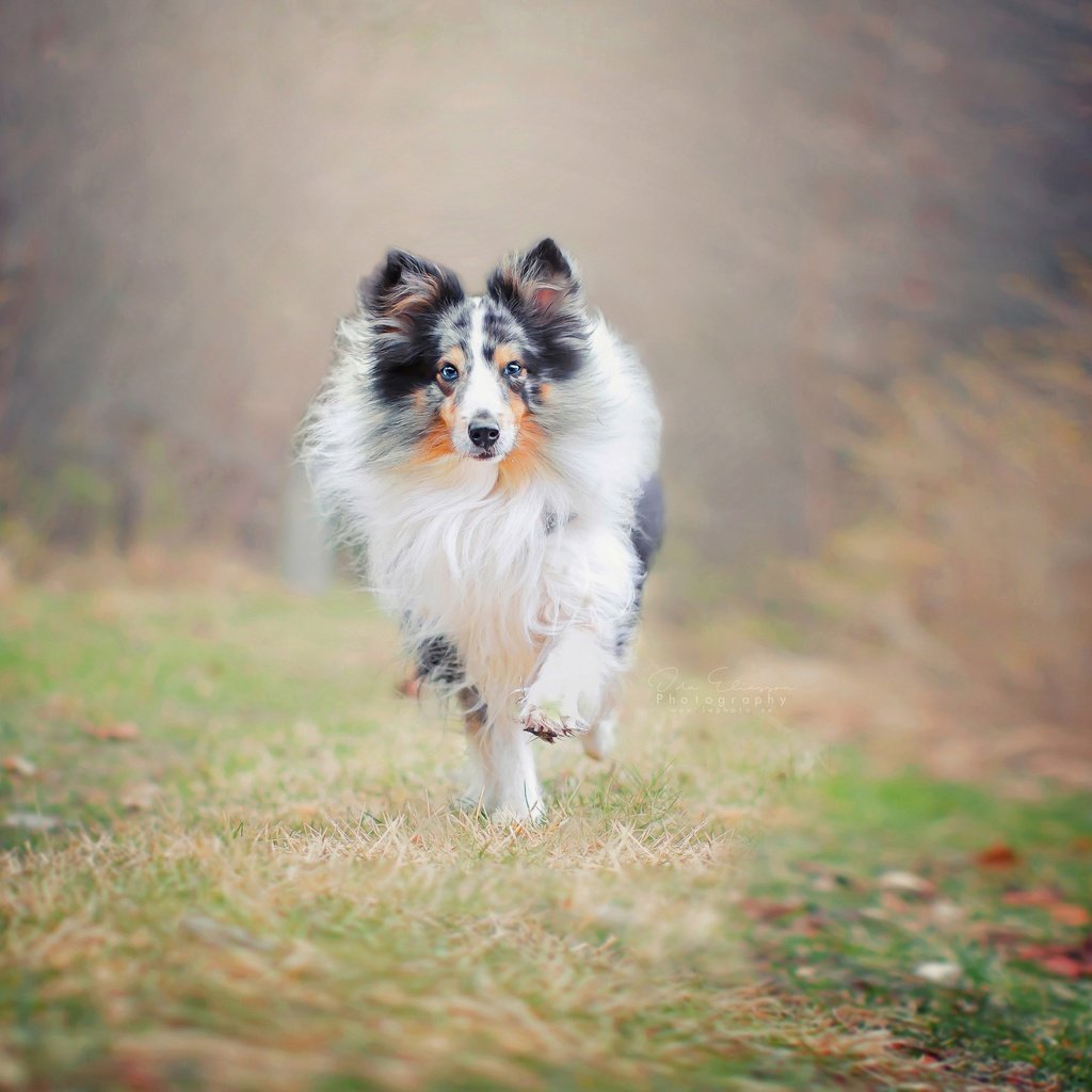 Обои природа, фон, собака, друг, бег, колли, nature, background, dog, each, running, collie разрешение 2560x1707 Загрузить