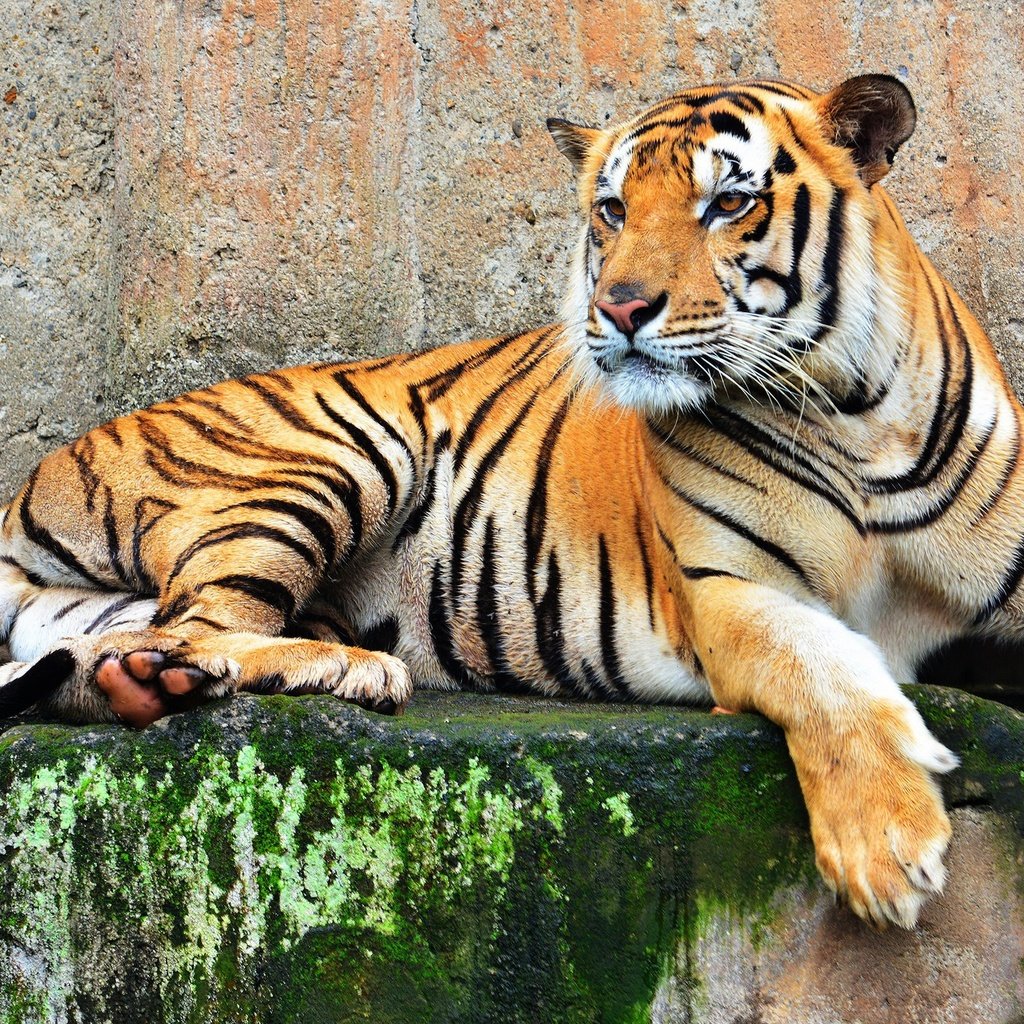 Обои тигр, хищник, большая кошка, tiger, predator, big cat разрешение 2048x1315 Загрузить