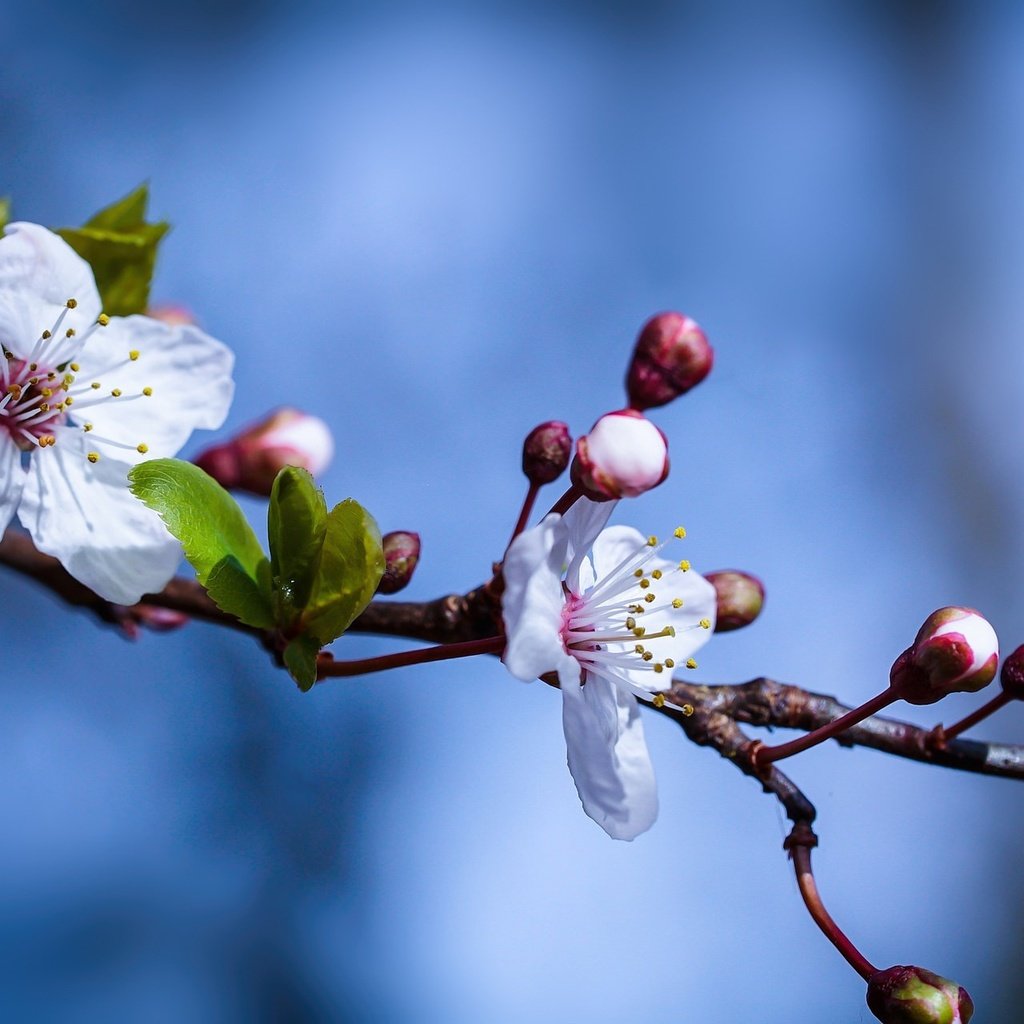 Обои небо, ветка, природа, цветение, весна, цветки, the sky, branch, nature, flowering, spring, flowers разрешение 2048x1280 Загрузить