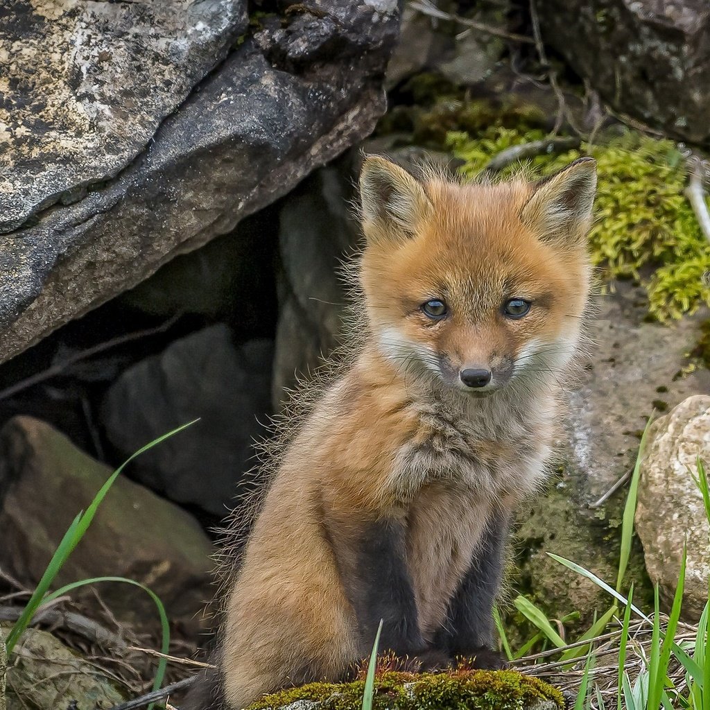 Обои фон, лиса, лисица, животное, лисенок, background, fox, animal разрешение 2048x1114 Загрузить