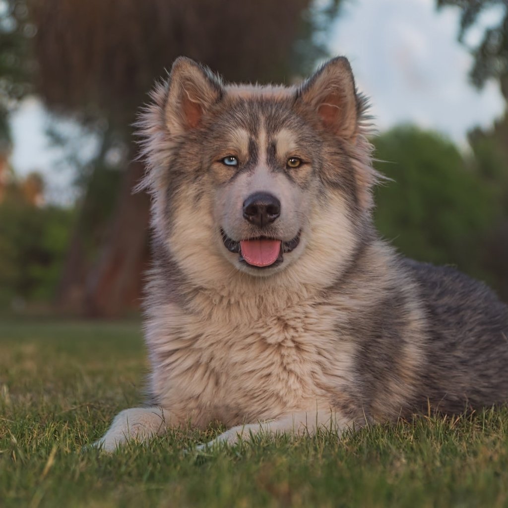 Обои трава, портрет, взгляд, собака, язык, маламут, grass, portrait, look, dog, language, malamute разрешение 2048x1365 Загрузить