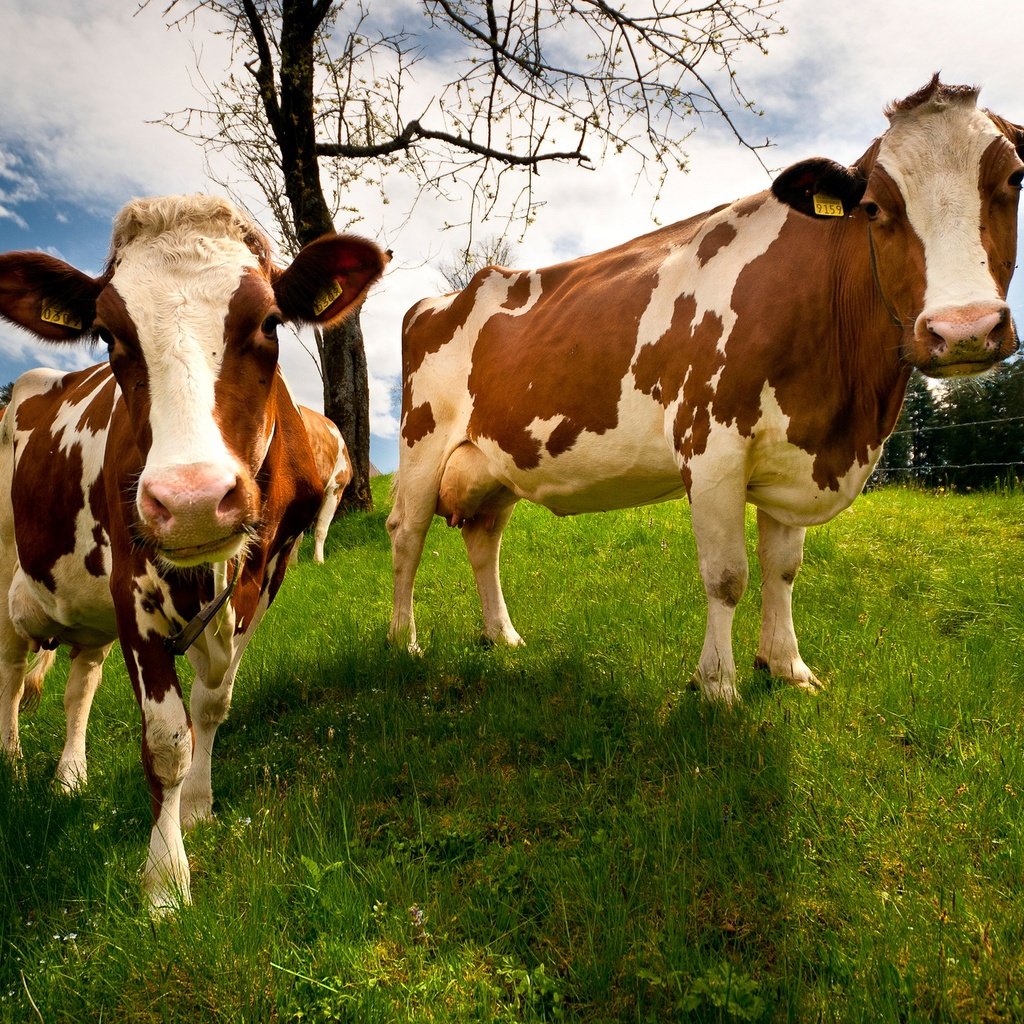 Обои трава, природа, поле, швейцария, коровы, grass, nature, field, switzerland, cows разрешение 2048x1365 Загрузить