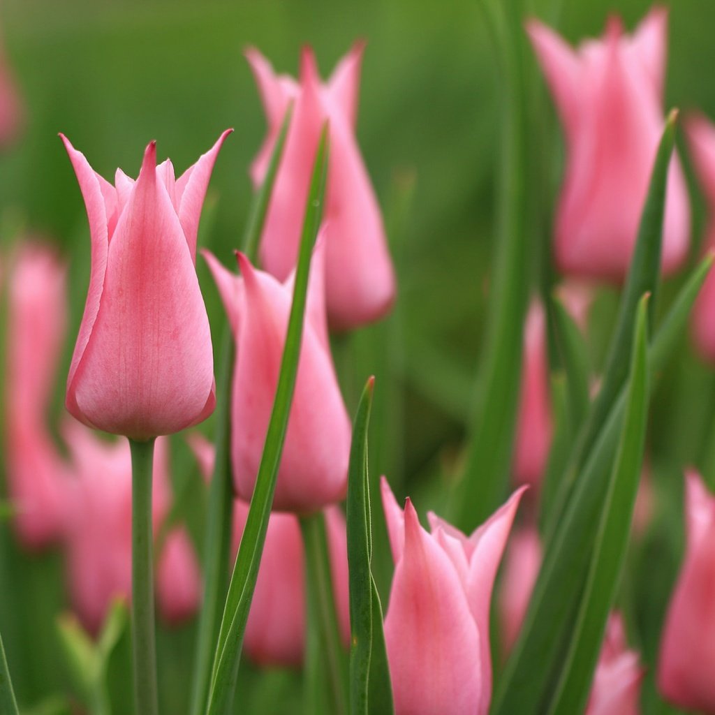 Обои цветы, бутоны, весна, тюльпаны, розовые, flowers, buds, spring, tulips, pink разрешение 2048x1406 Загрузить