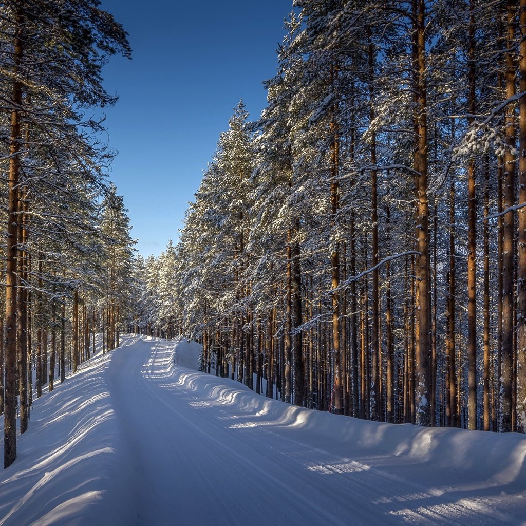 Обои дорога, деревья, снег, лес, зима, road, trees, snow, forest, winter разрешение 1920x1112 Загрузить