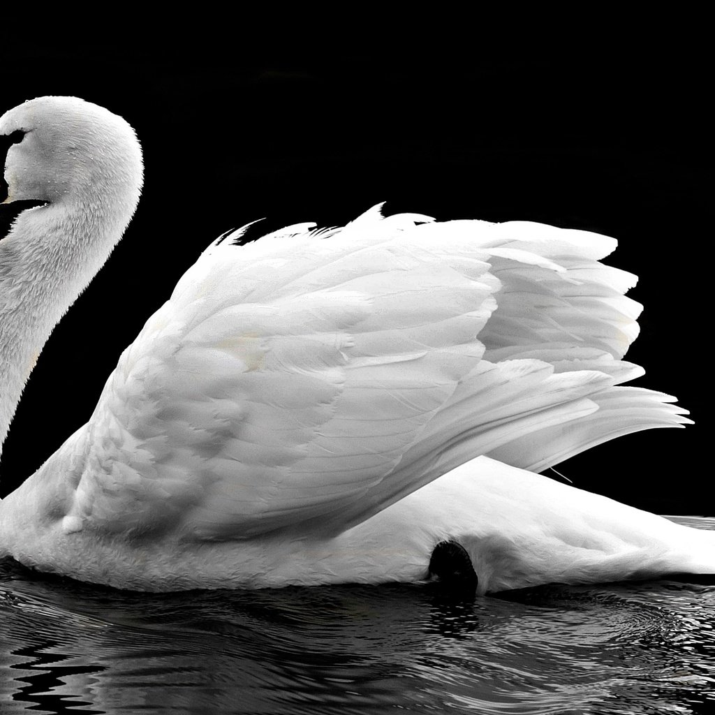 Обои вода, отражение, птица, клюв, черный фон, перья, лебедь, water, reflection, bird, beak, black background, feathers, swan разрешение 4000x2289 Загрузить