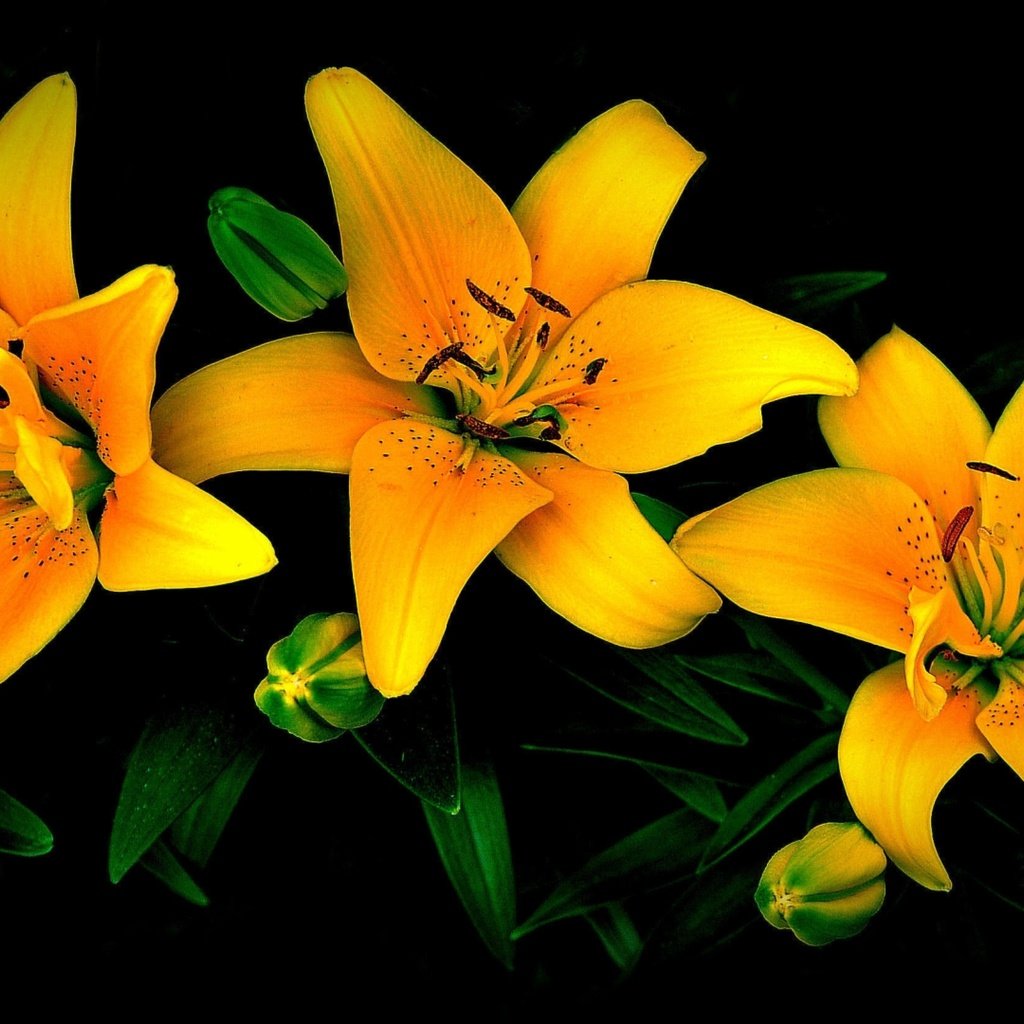 Обои цветы, бутоны, лепестки, черный фон, лилии, желтые, flowers, buds, petals, black background, lily, yellow разрешение 3840x2160 Загрузить