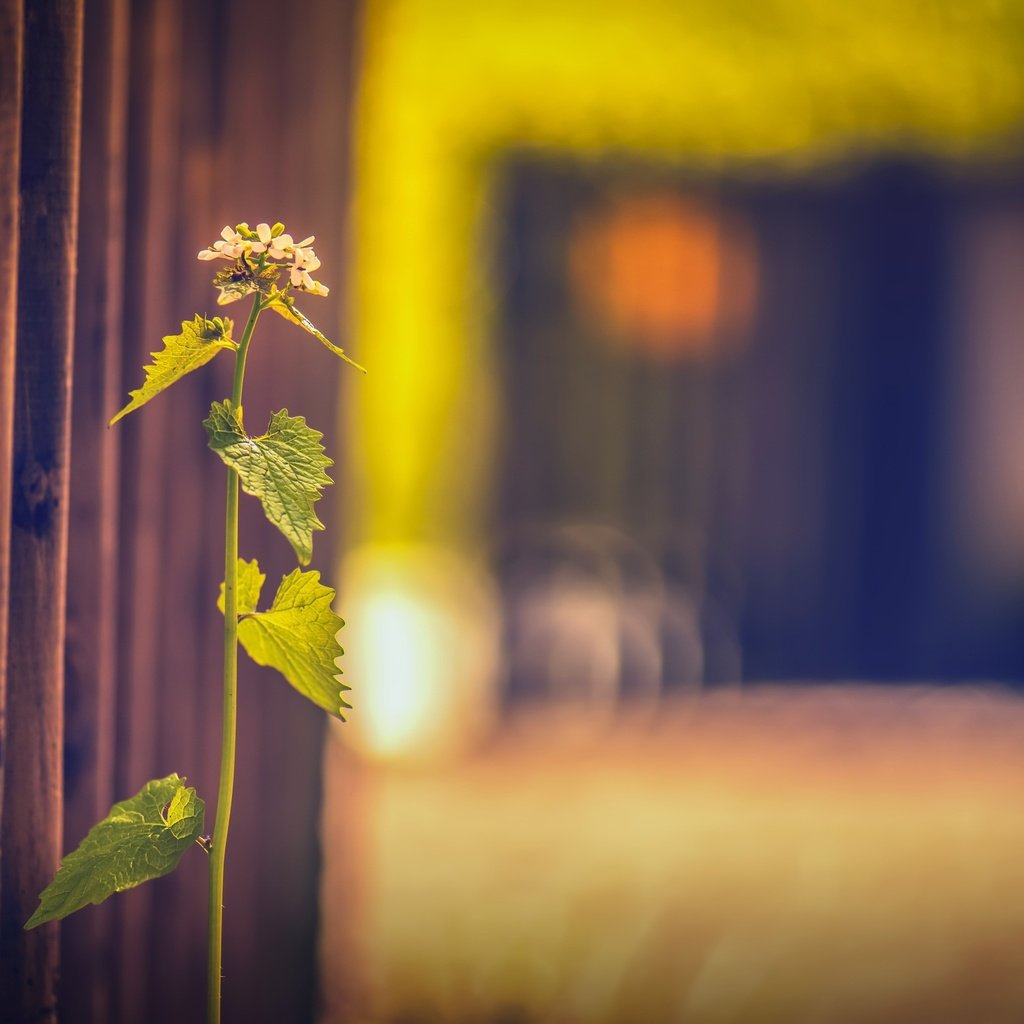 Обои трава, фон, забор, размытость, растение, grass, background, the fence, blur, plant разрешение 2560x1607 Загрузить