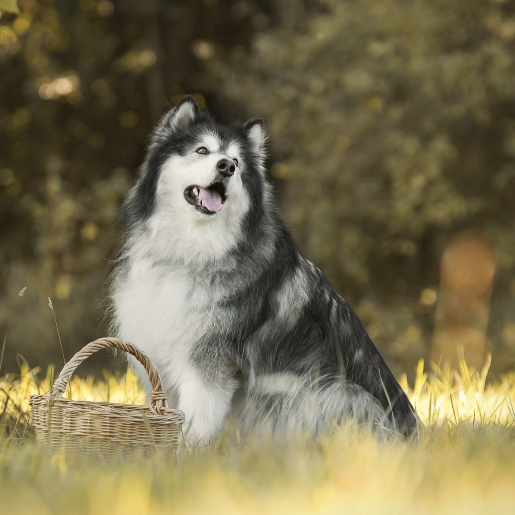 Обои трава, собака, корзинка, боке, маламут, аляскинский маламут, grass, dog, basket, bokeh, malamute, alaskan malamute разрешение 6000x4000 Загрузить