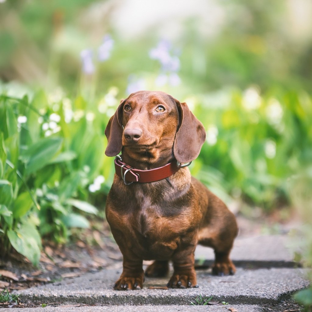 Обои зелень, взгляд, собака, друг, ошейник, такса, greens, look, dog, each, collar, dachshund разрешение 2048x1365 Загрузить