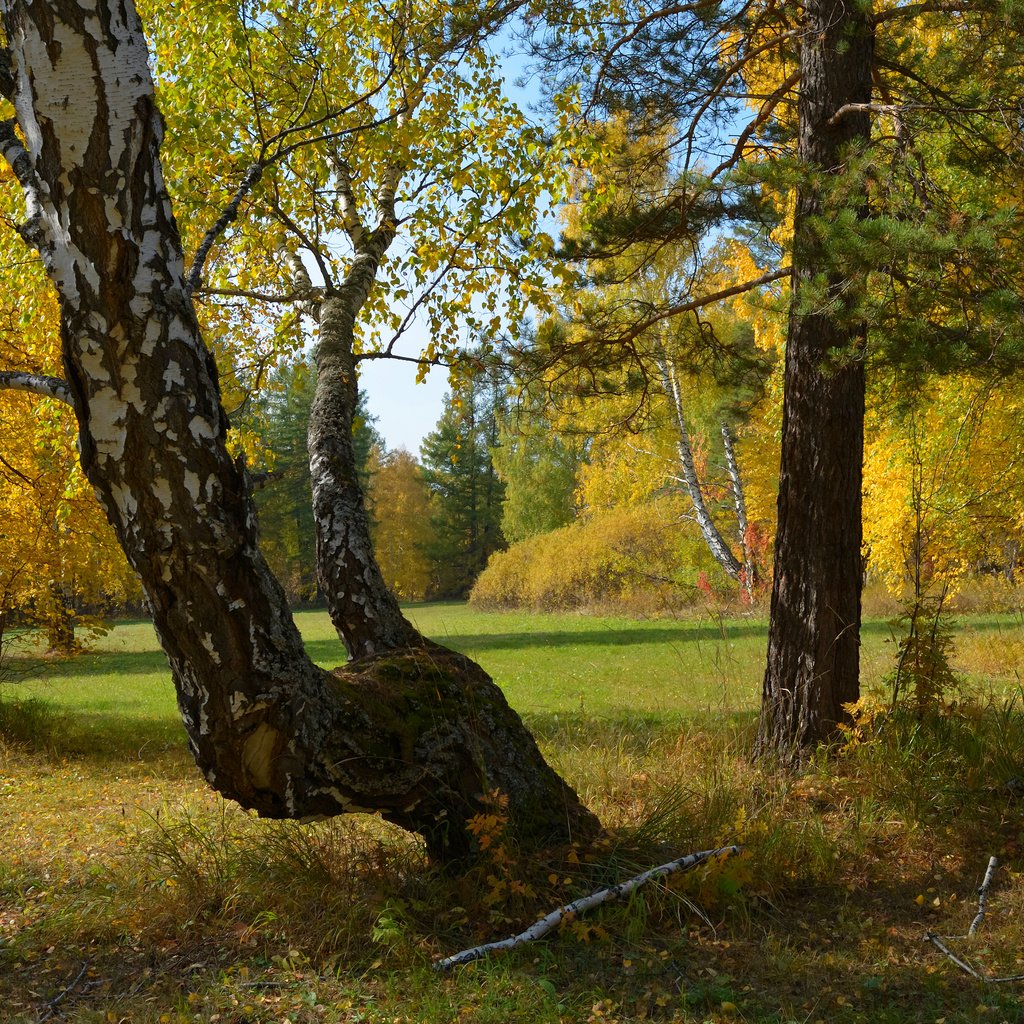 Обои деревья, природа, лес, осень, россия, урал, trees, nature, forest, autumn, russia, ural разрешение 3840x2400 Загрузить