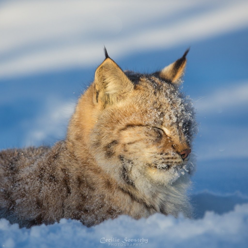 Обои морда, снег, зима, рысь, хищник, дикая кошка, face, snow, winter, lynx, predator, wild cat разрешение 2880x1800 Загрузить