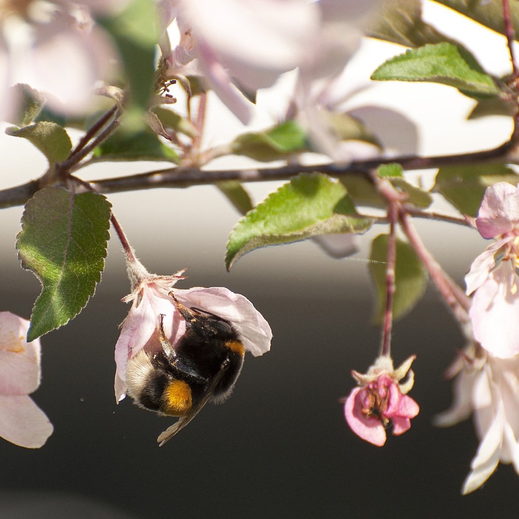 Обои цветы, цветение, насекомое, ветки, весна, яблоня, шмель, flowers, flowering, insect, branches, spring, apple, bumblebee разрешение 2824x1920 Загрузить