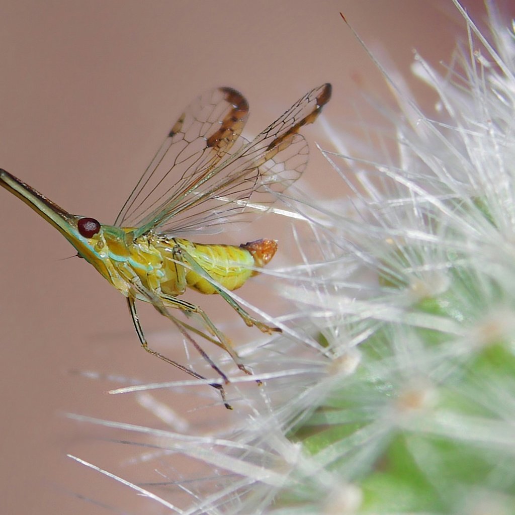 Обои природа, насекомое, цветок, комар, былинка, nature, insect, flower, the mosquito, blade of grass разрешение 1920x1080 Загрузить