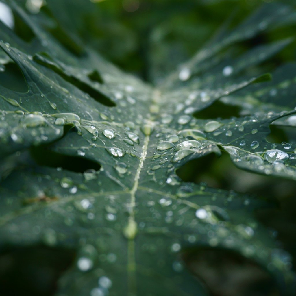 Обои макро, капли, лист, дождь, растение, macro, drops, sheet, rain, plant разрешение 3840x2400 Загрузить