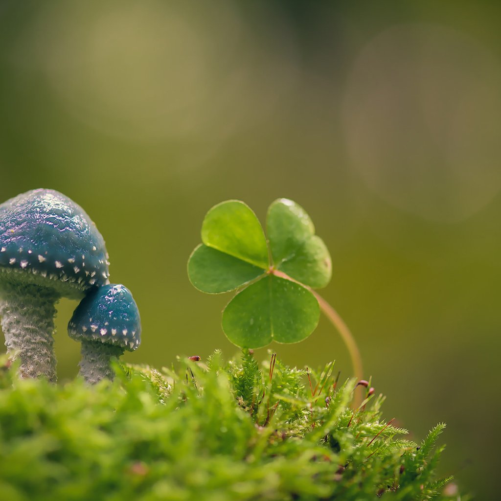 Обои макро, фон, грибы, мох, листики, кислица, строфария сине-зелёная, macro, background, mushrooms, moss, leaves, oxalis, stropharia blue-green разрешение 1920x1200 Загрузить