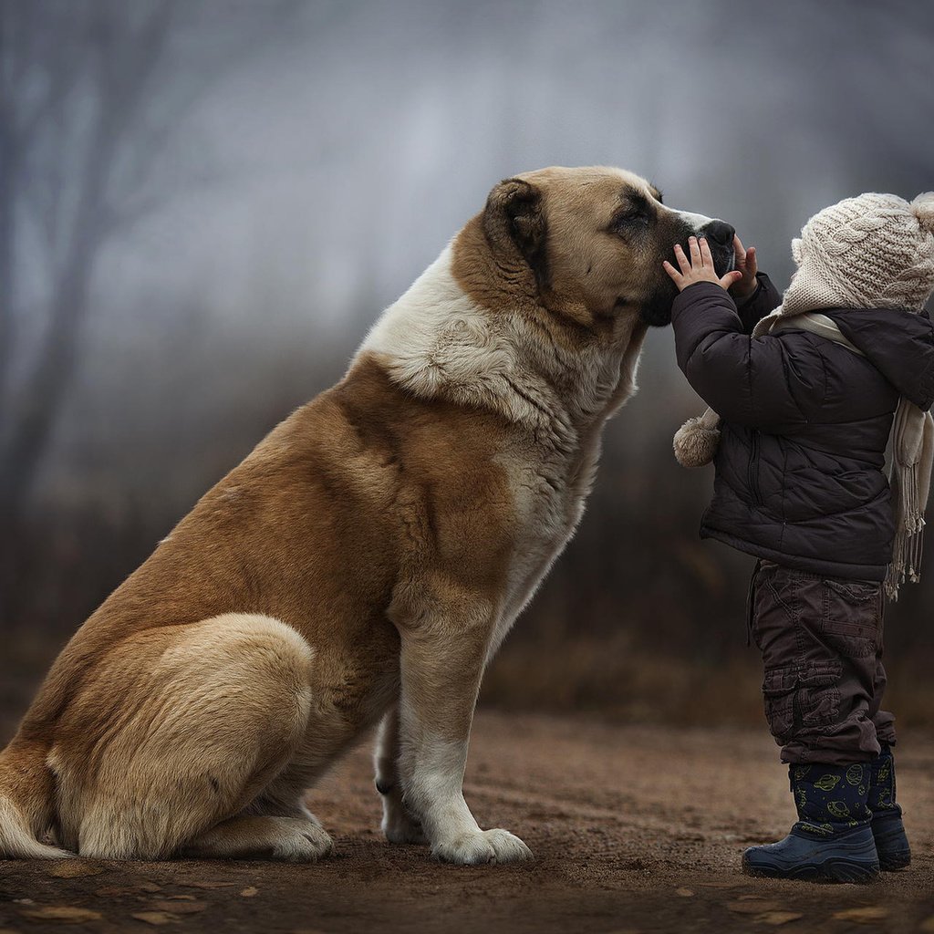 Обои лес, собака, дети, ребенок, дружба, forest, dog, children, child, friendship разрешение 1920x1200 Загрузить