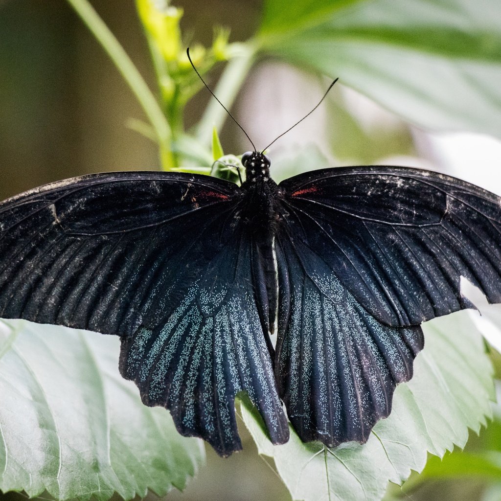 Обои природа, листья, насекомое, бабочка, крылья, nature, leaves, insect, butterfly, wings разрешение 6000x4000 Загрузить