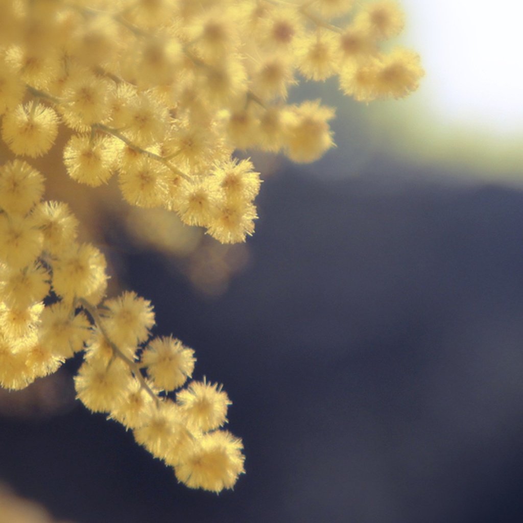 Обои цветы, весна, желтые, акация, мимоза, акация серебристая, flowers, spring, yellow, acacia, mimosa, acacia silver разрешение 1920x1080 Загрузить