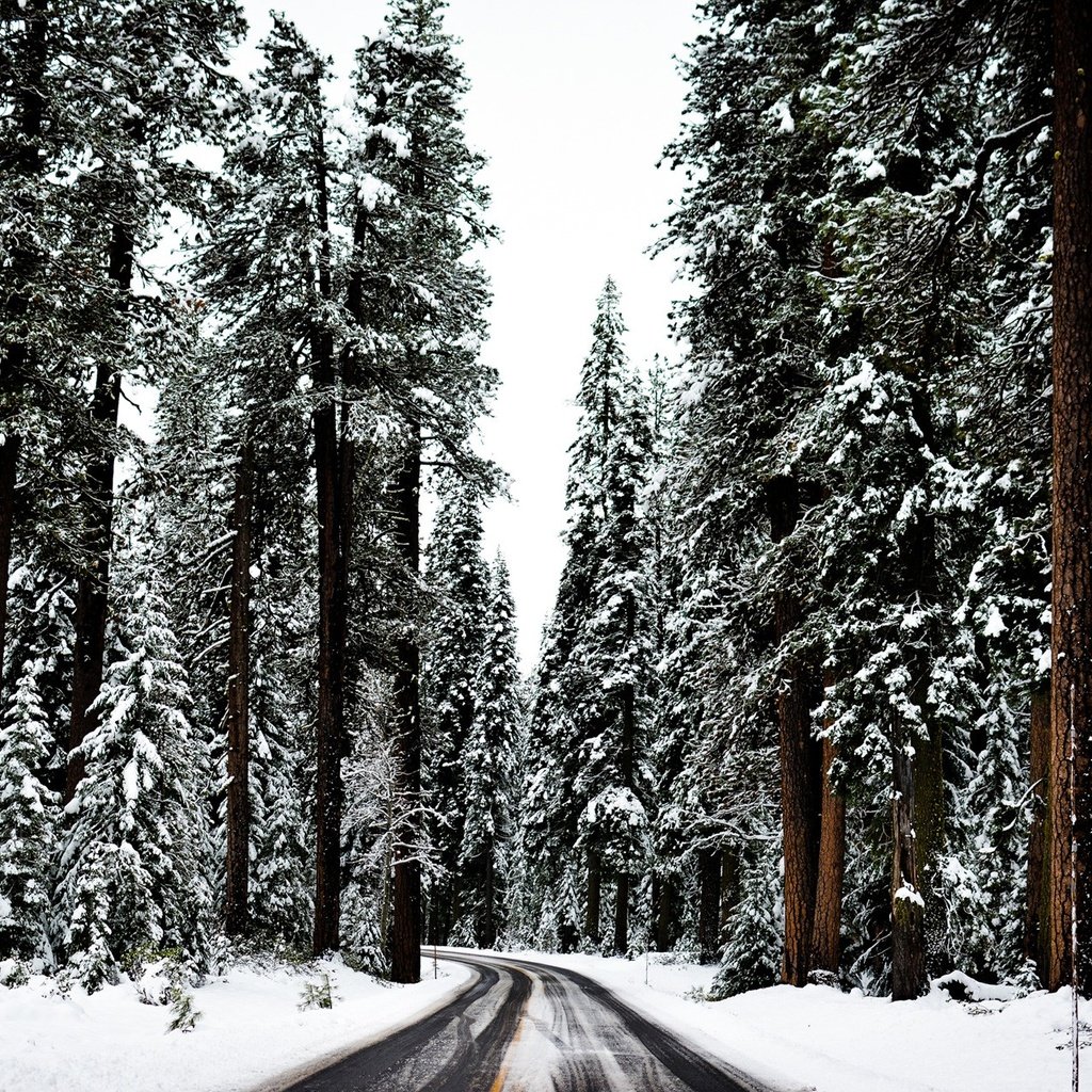 Обои дорога, деревья, снег, лес, зима, хвойный лес, road, trees, snow, forest, winter, coniferous forest разрешение 1920x1281 Загрузить