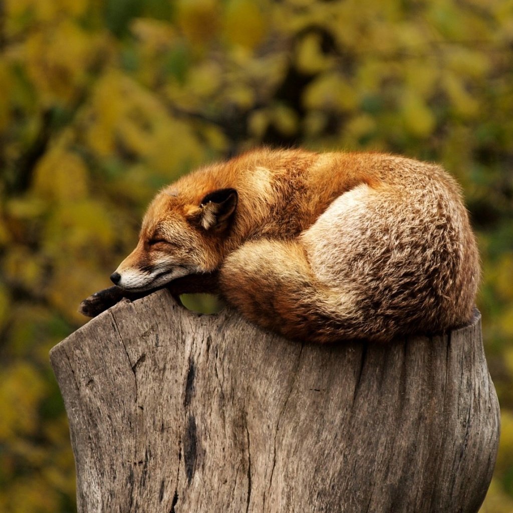 Обои лиса, лисица, животное, пень, дикая природа, fox, animal, stump, wildlife разрешение 1920x1200 Загрузить