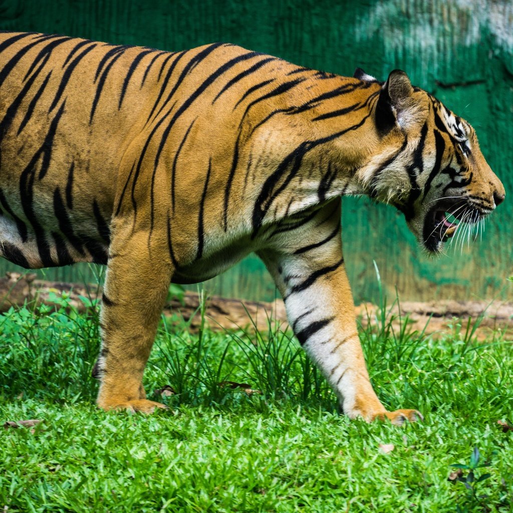 Обои тигр, трава, клыки, хищник, профиль, большая кошка, tiger, grass, fangs, predator, profile, big cat разрешение 6000x4000 Загрузить