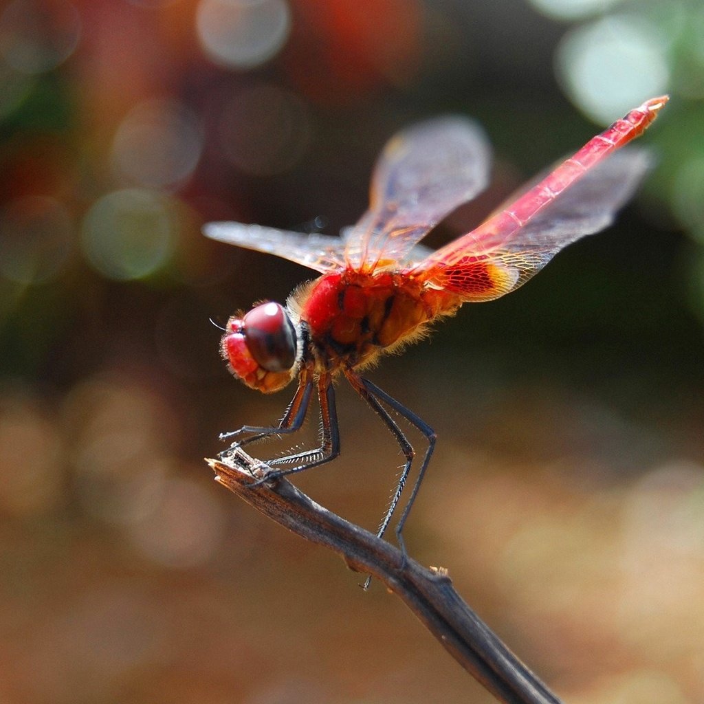 Обои насекомое, крылья, стрекоза, стебель, боке, insect, wings, dragonfly, stem, bokeh разрешение 1920x1200 Загрузить