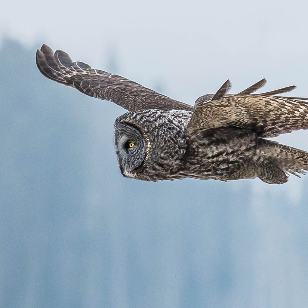 Обои глаза, сова, полет, крылья, птица, клюв, перья, неясыть, eyes, owl, flight, wings, bird, beak, feathers разрешение 1920x1200 Загрузить