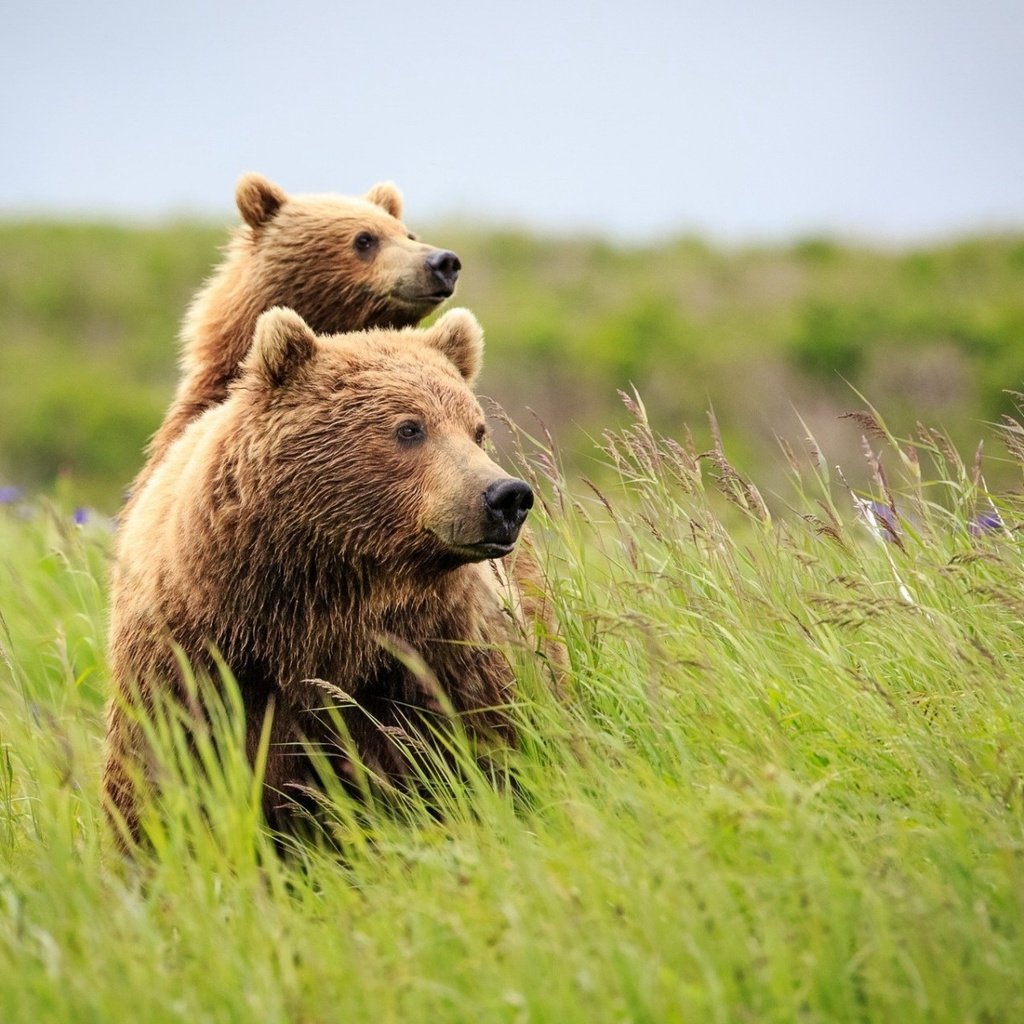 Обои трава, природа, лето, медведь, полевые цветы, медведи, grass, nature, summer, bear, wildflowers, bears разрешение 1920x1200 Загрузить