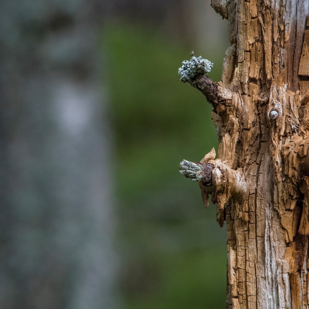 Обои природа, дерево, размытость, ствол, мертвое дерево, nature, tree, blur, trunk, dead tree разрешение 2560x1440 Загрузить