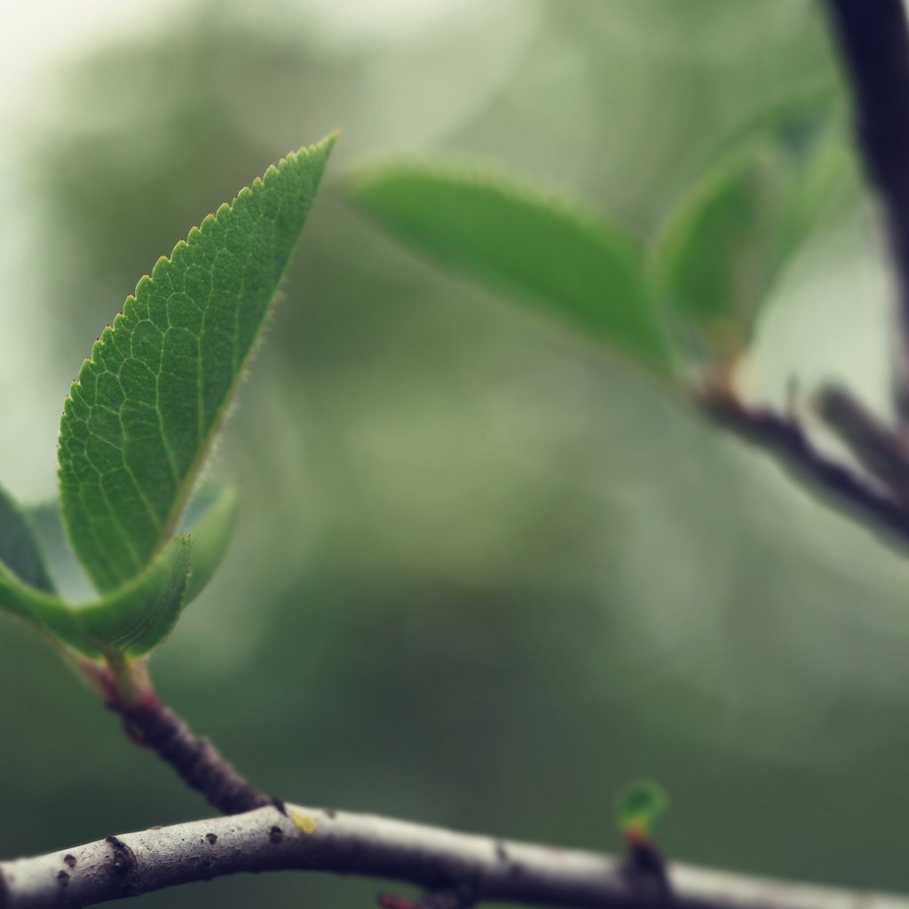 Обои природа, листья, ветки, размытость, весна, зеленые листья, nature, leaves, branches, blur, spring, green leaves разрешение 2560x1600 Загрузить