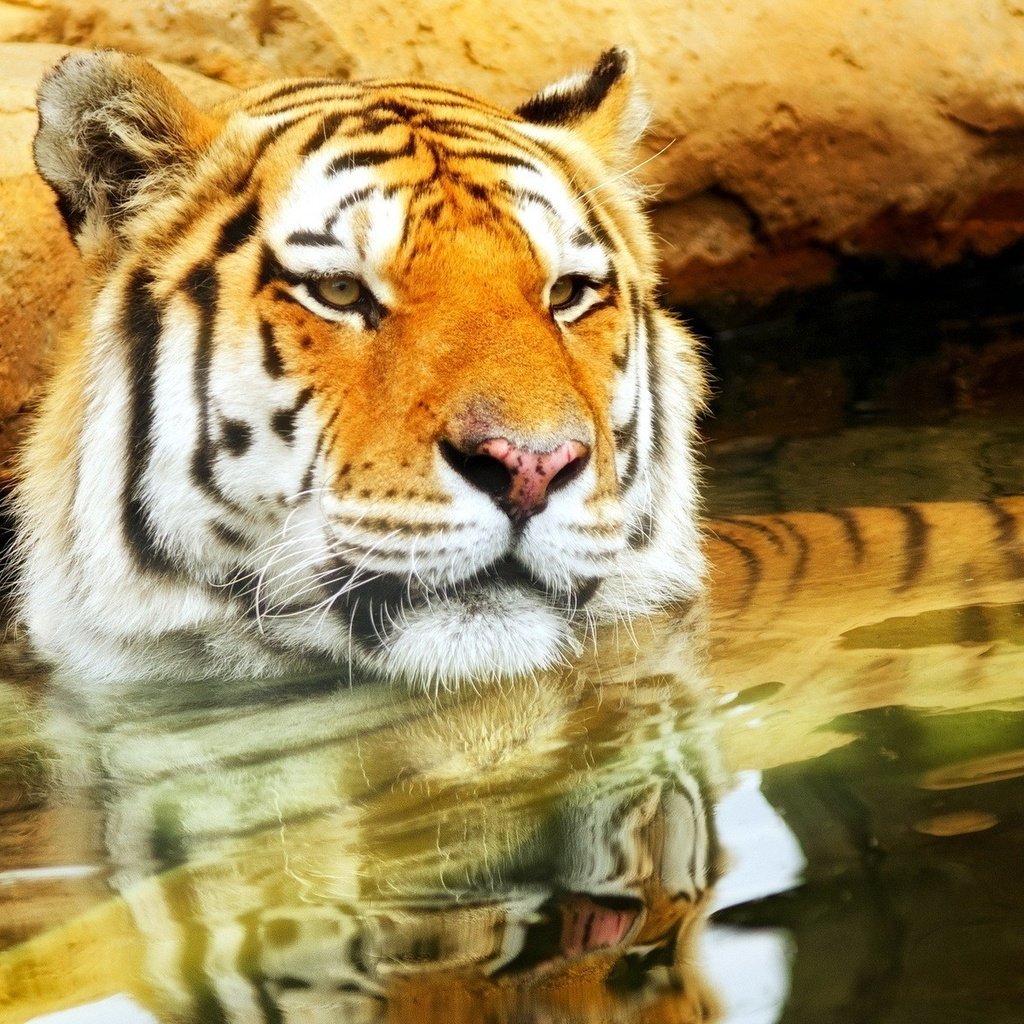 Обои тигр, морда, вода, усы, кошка, взгляд, хищник, tiger, face, water, mustache, cat, look, predator разрешение 1920x1200 Загрузить