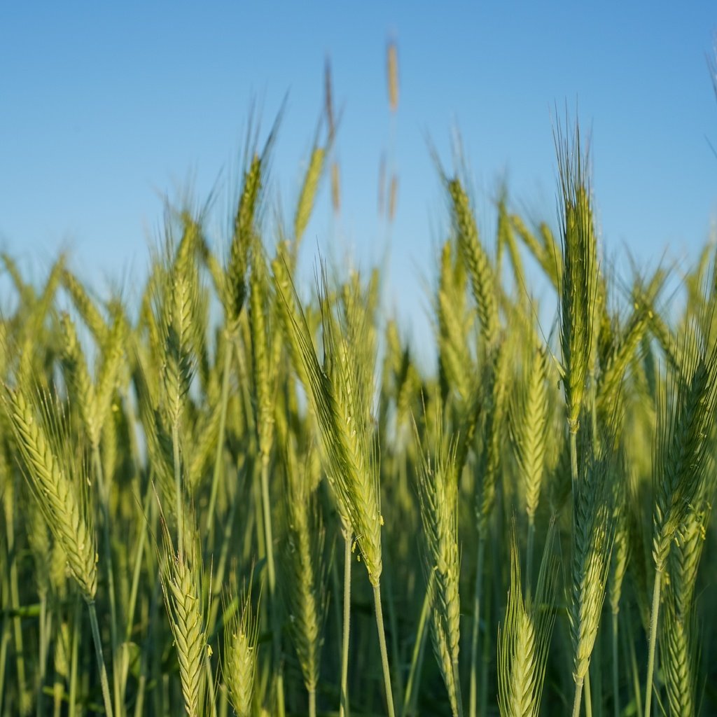 Обои природа, поле, колосья, пшеница, nature, field, ears, wheat разрешение 7360x4912 Загрузить